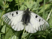 Clouded Apollo butterfly - Parnassius-mnemosyne-Spain © P Browning