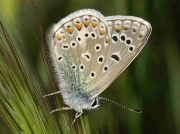 Common Blue butterfly male underside - Granada, Spain  29-4-07 © P Browning