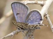 common-tiger-blue-male-almeria-14-5-09-photo-p-browning-2
