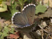 False-Baton-Blue-butterfly-Pseudophilotes-abencerragus -Spain © P Browning