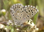False-Baton-Blue-butterfly-Pseudophilotes-abencerragus-Spain-© P Browning