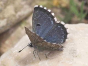 False-Baton-Blue-butterfly-Pseudophilotes-abencerragus-Spain 30-4-07 © P Browning