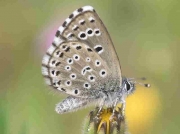 False-Baton-Blue-butterfly-Pseudophilotes-abencerragus-Spain -30-4-07 © P Browning