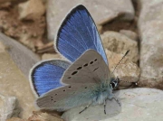 Green-underside Blue-butterfly male - Teruel, Spain 18-6-10 © P Browning