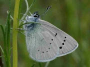 Green-underside Blue butterfly male underside - Teruel, Spain 18-6-10 © P Browning