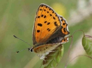 Iberian Sooty Copper butterfly-Lycaena-bleusei-female- Teruel 18-6-10 © P Browning