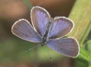 Lorquin's-Blue-butterfly-Cupido-lorquinii-male - Algarve 25-4-07 © P Browning