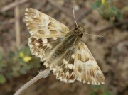 Marbled-Skipper-butterfly-Carcharodus-Carcharodus-lavaherae-tmale-Spain