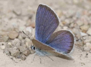 Mazarine Blue butterfly male -  Teruel, Sapin 18-6-10 © P Browning