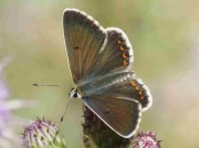 Mountain-Argus-butterfly-Aricia-artaxerxes- Spain 13-8-08 © P Browning