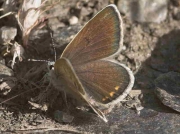 Nevada Blue butterfly-Plebicula-golgus-Spain-9-7-07 © P Browning