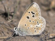 Nevada Blue butterfly-Plebicula-golgus-Spain 9-7-07 © P Browning