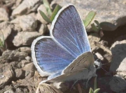 Nevada Blue butterfly-Plebicula-golgus-male - Granada, Spain 8-7-07 © P Browning