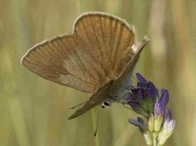 Oberthur's Anomolous Blue butterfly -Agrodiaetus-fabressei-Spain 3-8-13 © P Browning