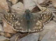 Oberthur's Grizzled Skipper-Pyrgus-amoricanus- male - Spain © P Browning