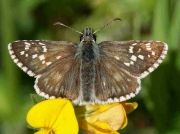 Olive-Skipper-butterfly-Pyrgus-foulquieri-male - Spain © P Browning