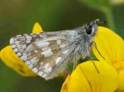 Olive-Skipper-butterfly-Pyrgus-foulquieri-male-underside - Spain © P Browning
