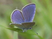 Osiris Blue butterfly male - Huesca, Spain 12-6-10 © P Browning