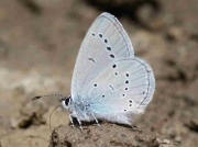Osiris Blue butterfly male - Lleida, Spain 21-6-10 © P Browning