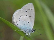 Osiris Blue butterfly male underside - Huesca, Spain 12-6-10 © P Browning