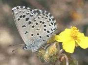 Panoptes Blue butterfly-Pseudophilotes-panoptes-female - Granada, Spain 10-5-09 © P Browning