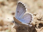Panoptes Blue butterfly-Pseudophilotes-panoptes-Spain 10-5-09 © P Browning