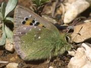 Provence-Hairstreak-butterfly-Tomares-ballus-29407
