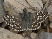 Safflower Skipper-butterfly-Pyrgus-carthami-Teruel Spain © P Browning