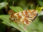 Shepherd's-Fritillary-butterfly-Bolaria-pales-3304