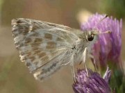 Southern marbled Skipper-butterfly-Carcharodos boeticus-male - Spain © P Browning