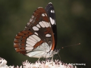 Female Southern White Admiral butterfly (Limenitis reducta)