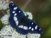 Male Southern White Admiral butterfly (Limenitis reducta)