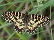 Spanish Festoon-butterfly-Zerynthia-ruminamale- Spain © P Browning