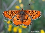 Spanish-Fritillary-butterfly-Eurodryas-desfontainii-spain-2779