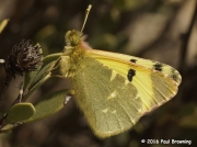 Spanish Greenish Black-tip butterfly Euchloe-bazae