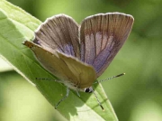 Spanish Purple Hairstreak butterfly male - Cantabria, Spain 28-6-09 © P Browning