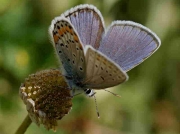 Spanish Zephyr Blue butterfly-Plebejus-hespericus-Spain 19-6-10 © P Browning