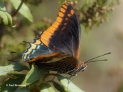Two-tailed-Pasha-butterfly-Charaxes-jasius-2687