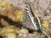 Two-tailed-Pasha-butterfly-Charaxes-jasius-2689