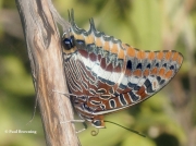 Two-tailed-Pasha-butterfly-Charaxes-jasius-Spain-2691