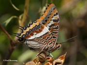 Two-tailed-Pasha-butterfly-Charaxes-jasius-2692