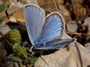 Zephyr Blue butterfly-Plebejus-pylaon- Spain 19-6-09 © P Browning