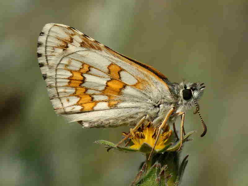 Spanish Butterfly Gallery Wildlife Insight