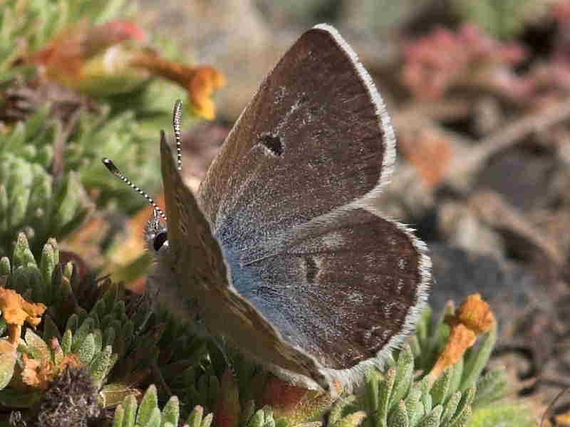 Spanish Butterfly Lycaenidae Gallery Wildlife Insight