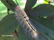 White Marked Tussock Moth caterpillar (Orgyia Leucostigma)