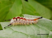 Douglas Fir Tussock Moth caterpillar (Orgyia pseudotsugata)