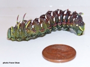 Syssphinx hubbardi caterpillar