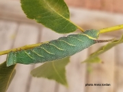 Walnut Sphinx caterpillar (Amorpha jugandis) on Pecan Tree Houston US photo Anna Jordan