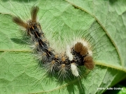 Yellow-haired-Dagger-Moth-caterpillar-Acronicta impleta