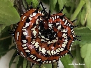 variegated-fritillary-butterfly-caterpillar (Euptoieta claudia)